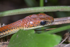 Dendrelaphis caudolineatus