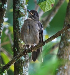 Turdus subalaris