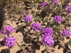 Abronia gracilis