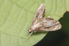 Paracataclysta fuscalis