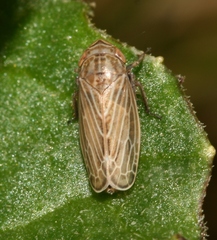 Macustus grisescens