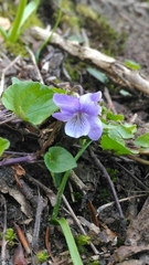 Rostratae