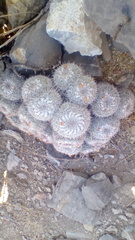 Mammillaria parkinsonii