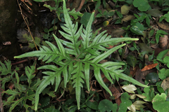 Doryopteris