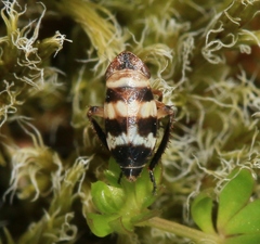 Planaphrodes