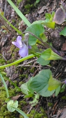Rostratae