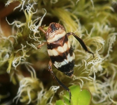 Planaphrodes