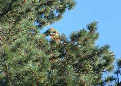 Rhynchopsitta terrisi