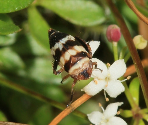 Planthopper
