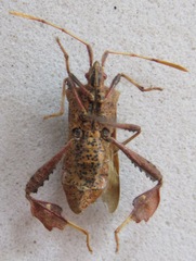 Leptoglossus brevirostris