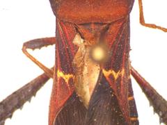 Leptoglossus brevirostris