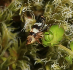 Planaphrodes