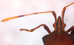 Leptoglossus brevirostris