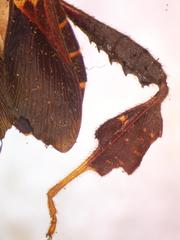 Leptoglossus brevirostris