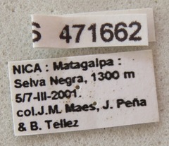 Leptoglossus brevirostris