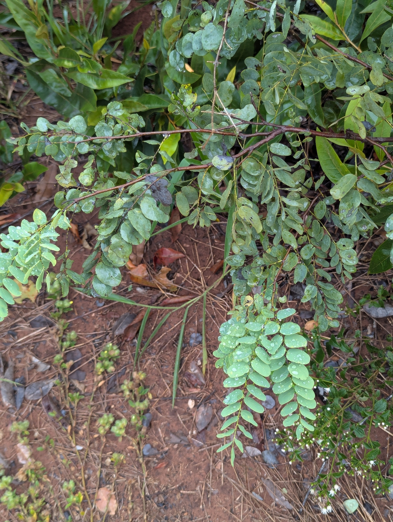 Imagem de Caviúna-do-cerrado