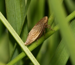 Macustus grisescens