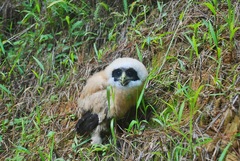 Pulsatrix koeniswaldiana