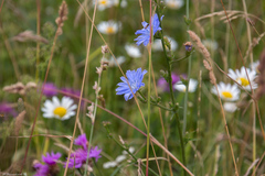 Centaurea jacea