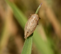 Macustus grisescens