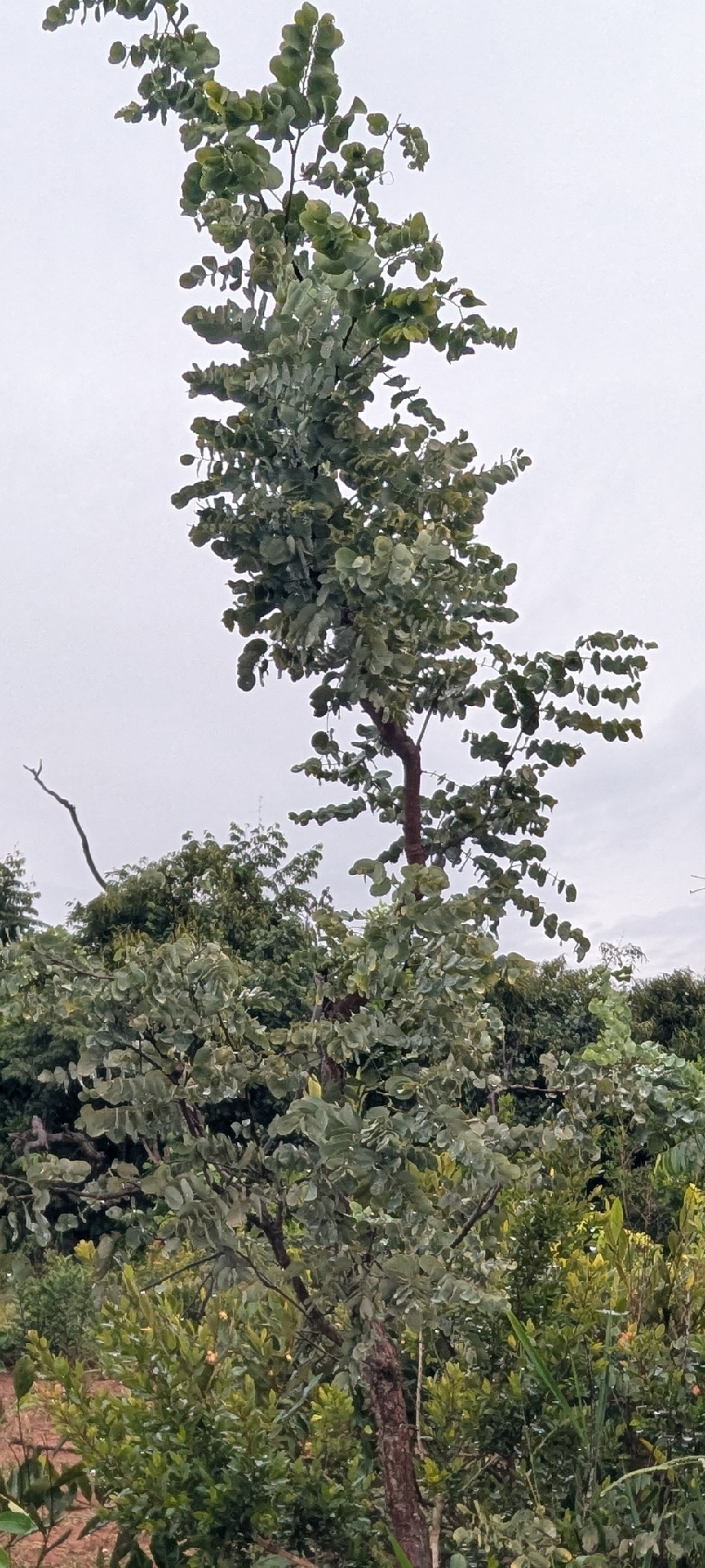 Imagem de Caviúna-do-cerrado