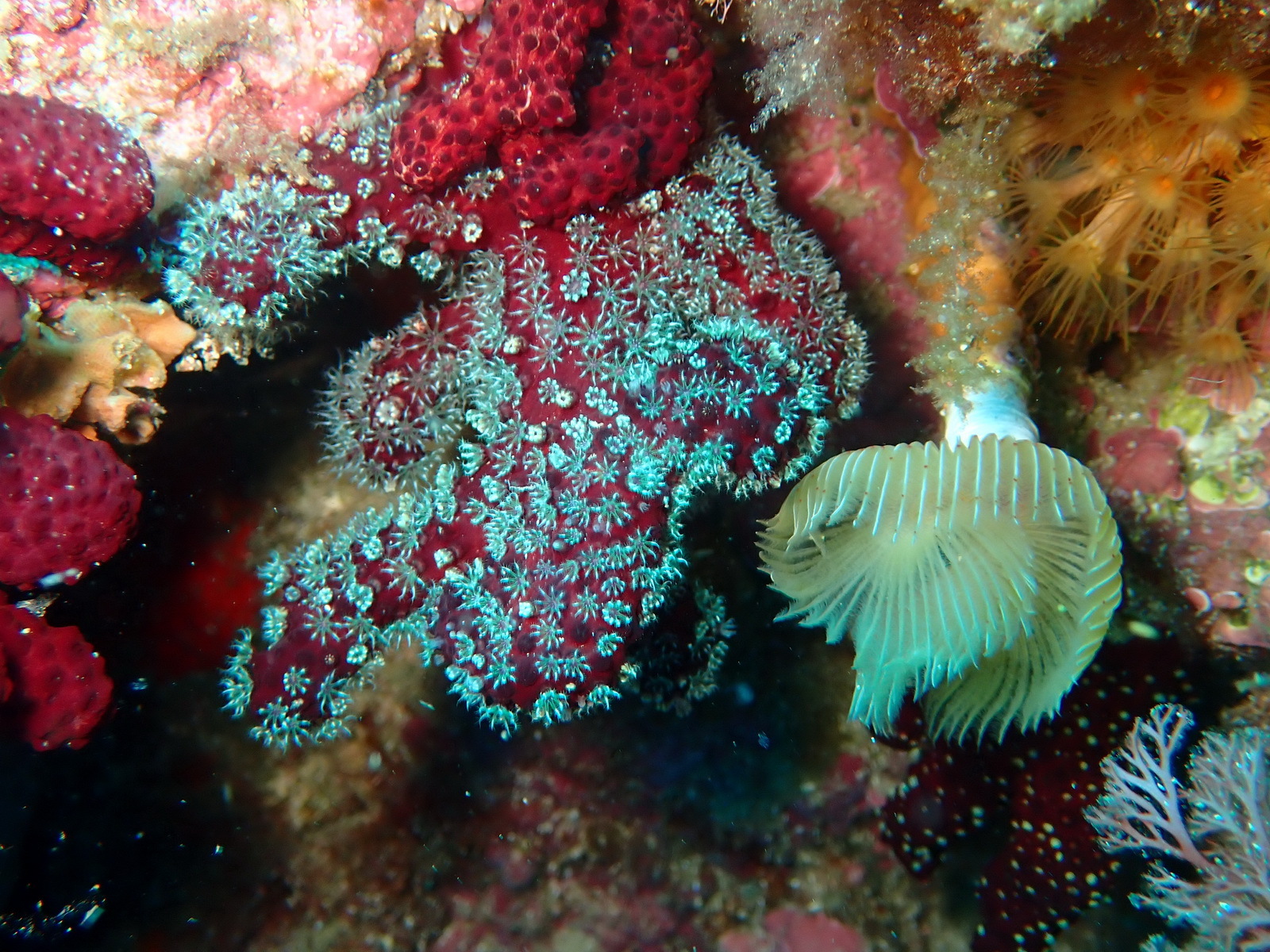 Alcyonium acaule Marion, 1878
