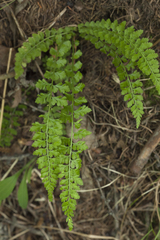 Asplenium incisum