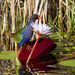 Allen's Gallinule - Photo (c) Peter Ulbrich, some rights reserved (CC BY-NC-ND)