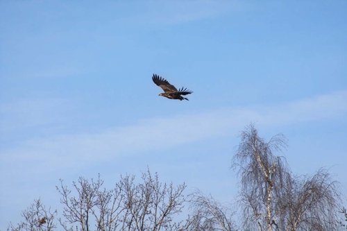 White-tailed Eagle