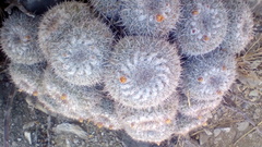 Mammillaria parkinsonii