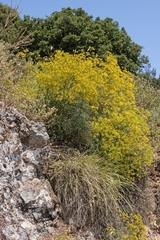 Hippomarathrum cristatum