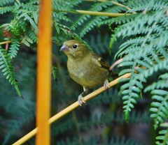 Sporophila frontalis
