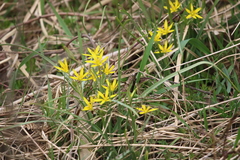 Gagea pusilla