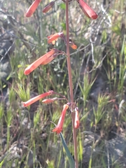 Penstemon subulatus