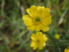 Ranunculus californicus, photograph (c) Hydrocycler (Elizabeth Dougherty), some rights reserved (CC BY)