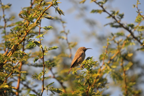 Hunter's Sunbird (Chalcomitra hunteri), photo 10