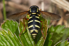 Xanthogramma citrofasciatum