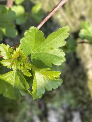 Ribes uva-crispa