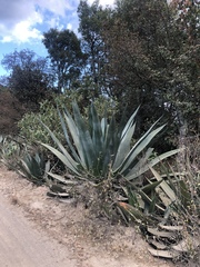 Agave atrovirens