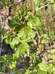 Ribes uva-crispa