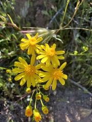 Senecio lemmonii