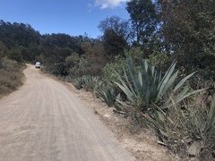 Agave atrovirens