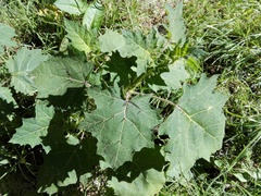 Solanum myriacanthum