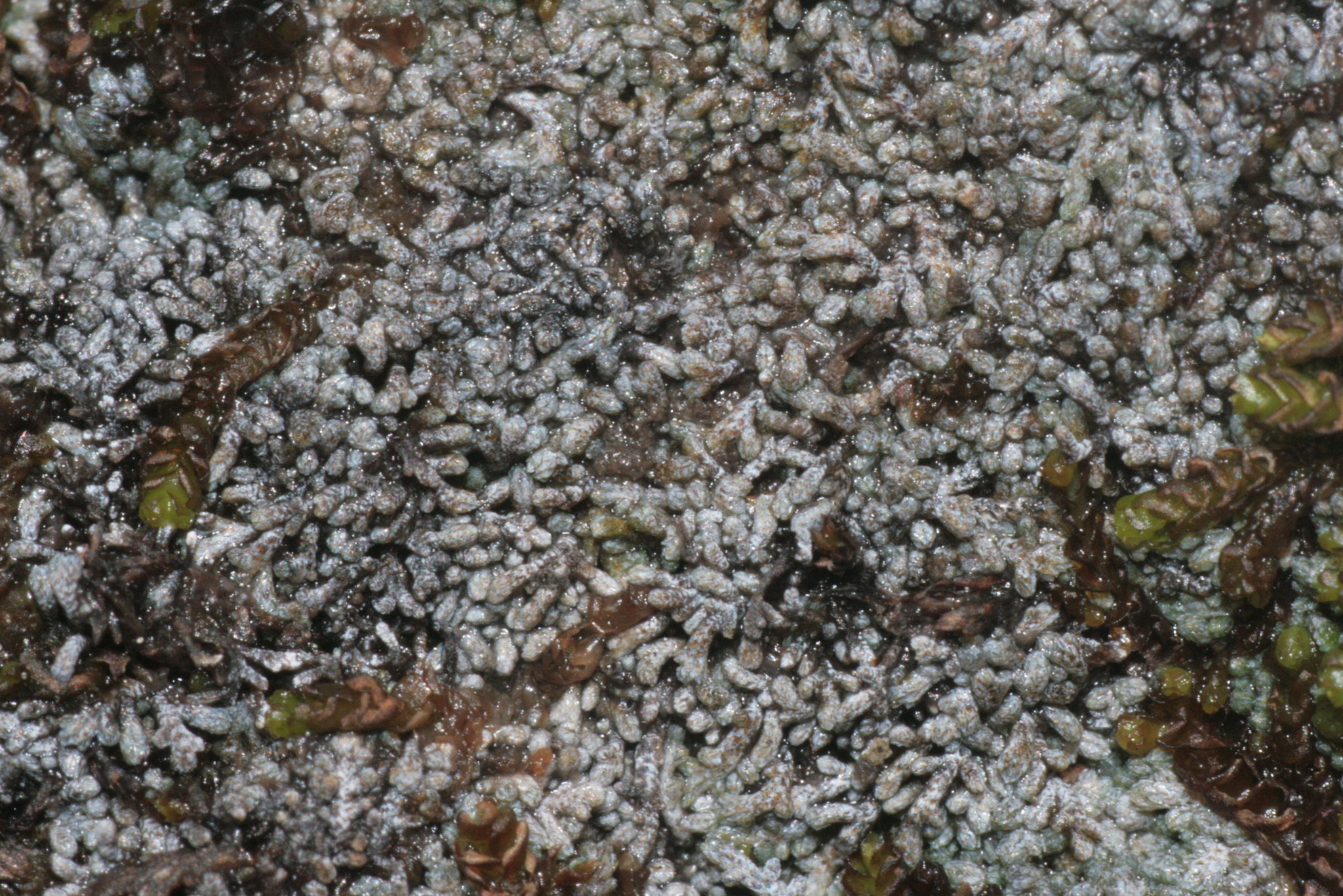 Anthelia juratzkana