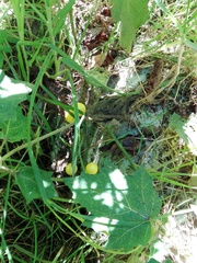 Solanum myriacanthum