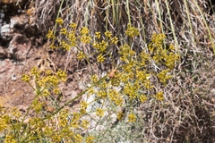 Hippomarathrum cristatum