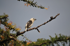 Lybius leucocephalus