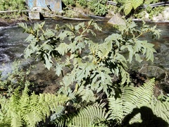 Solanum myriacanthum