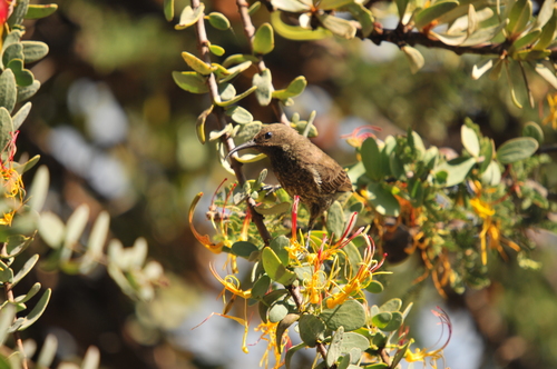 Hunter's Sunbird (Chalcomitra hunteri), photo 9