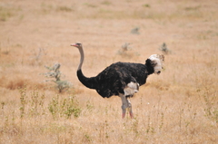 Struthio molybdophanes